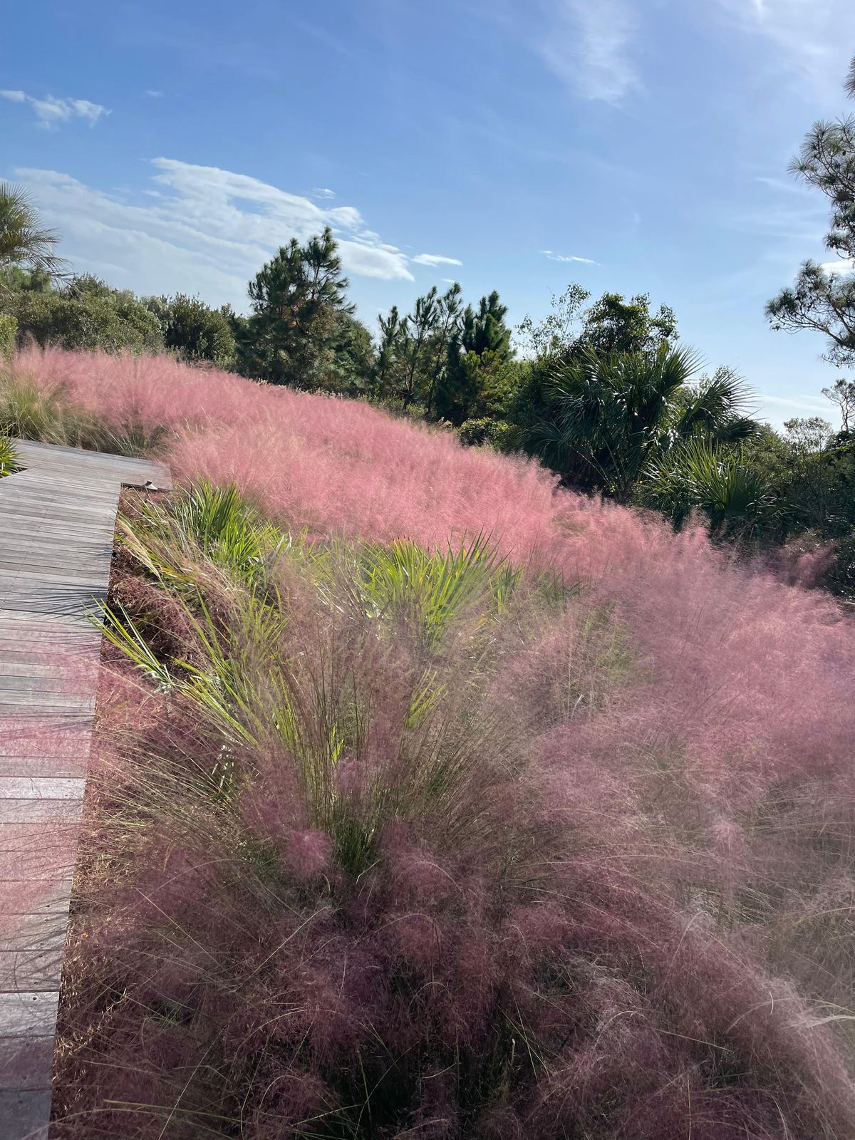 Muhly rosa